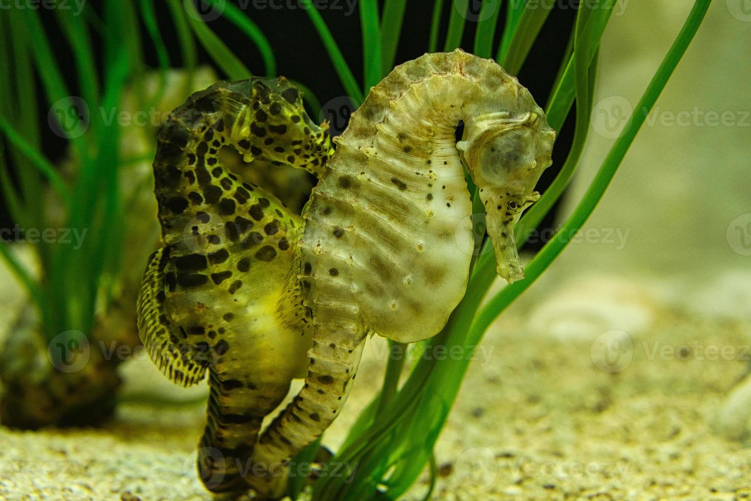 hippocampes dans les herbes marines. petits animaux aquatiques en gros plan. intéressant à observer photo