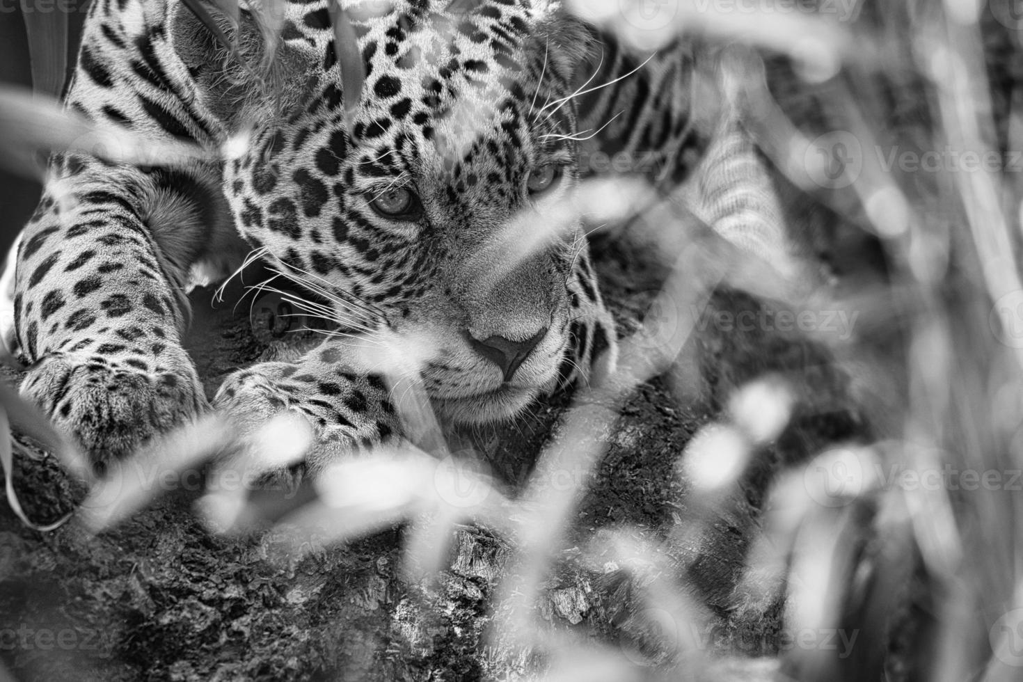 jaguar en noir et blanc, couché derrière l'herbe. fourrure tachetée, camouflée tapie. photo