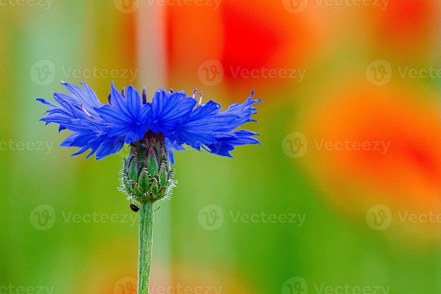 fleur de bleuet unique sur un champ de coquelicots. le bleu fait briller les pétales. coup de détail photo