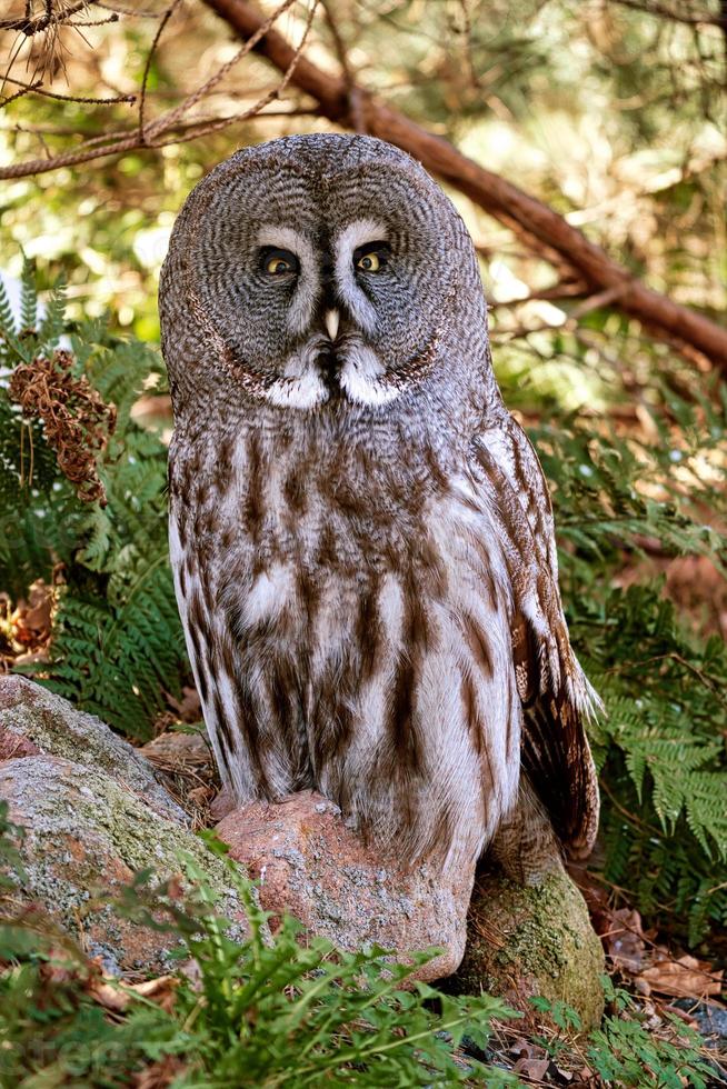 un hibou barbu du zoo de berlin. la vue est dirigée vers l'observateur photo