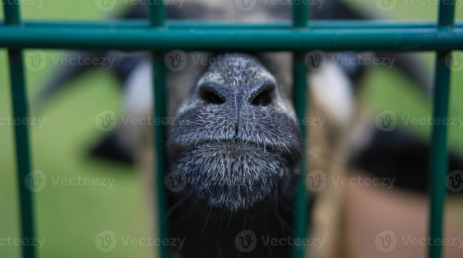 une chèvre en portrait où le museau est tendu vers. photo