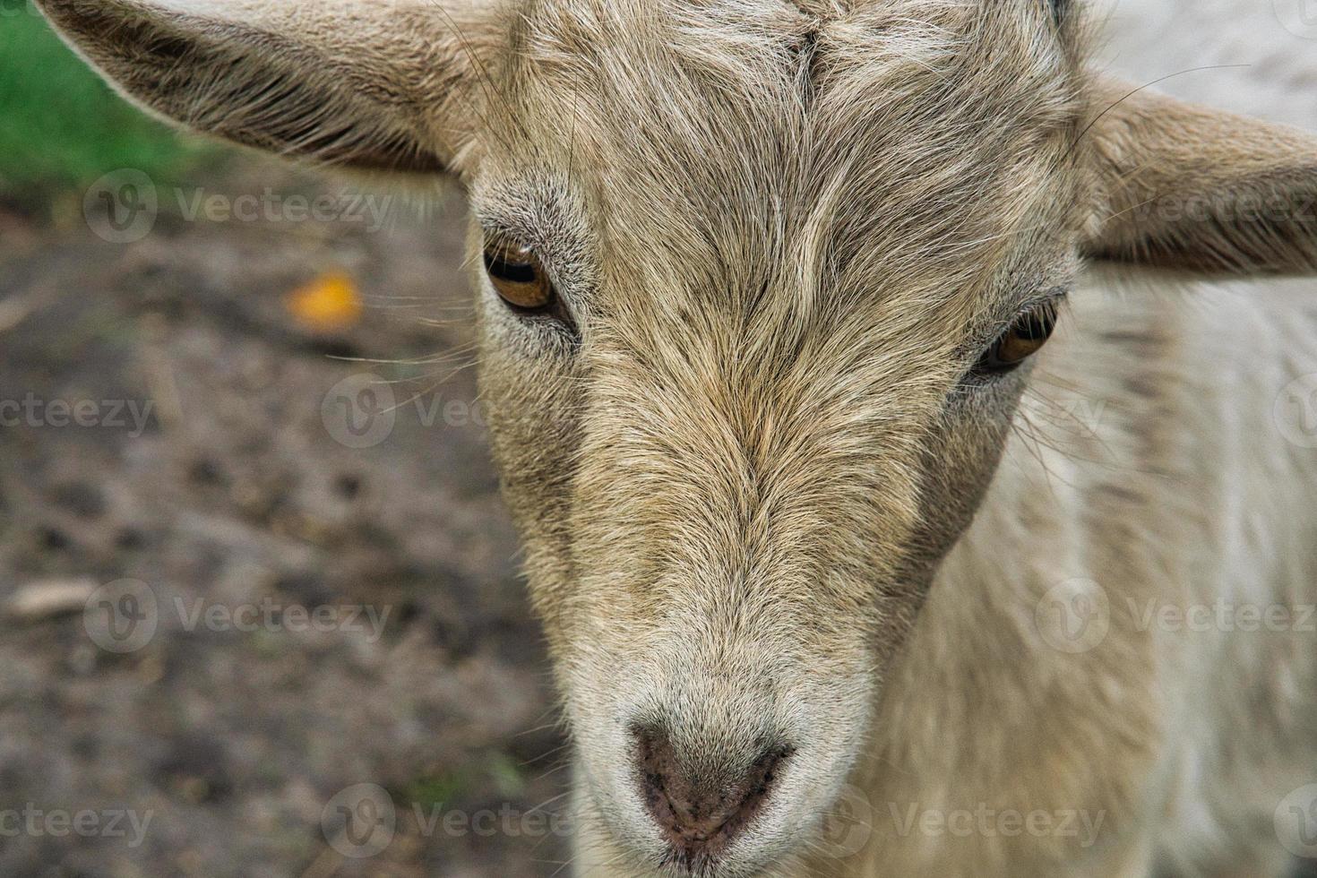 mignonnes petites chèvres avec un contact visuel direct. photo