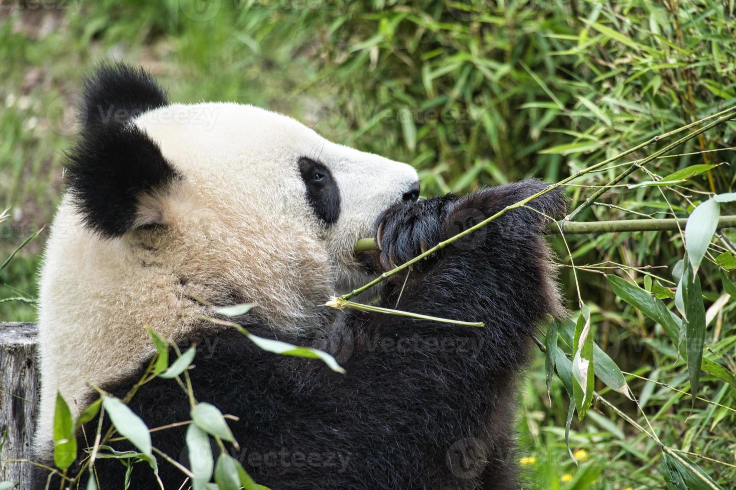 grand panda assis mangeant du bambou. les espèces menacées. mammifère noir et blanc photo