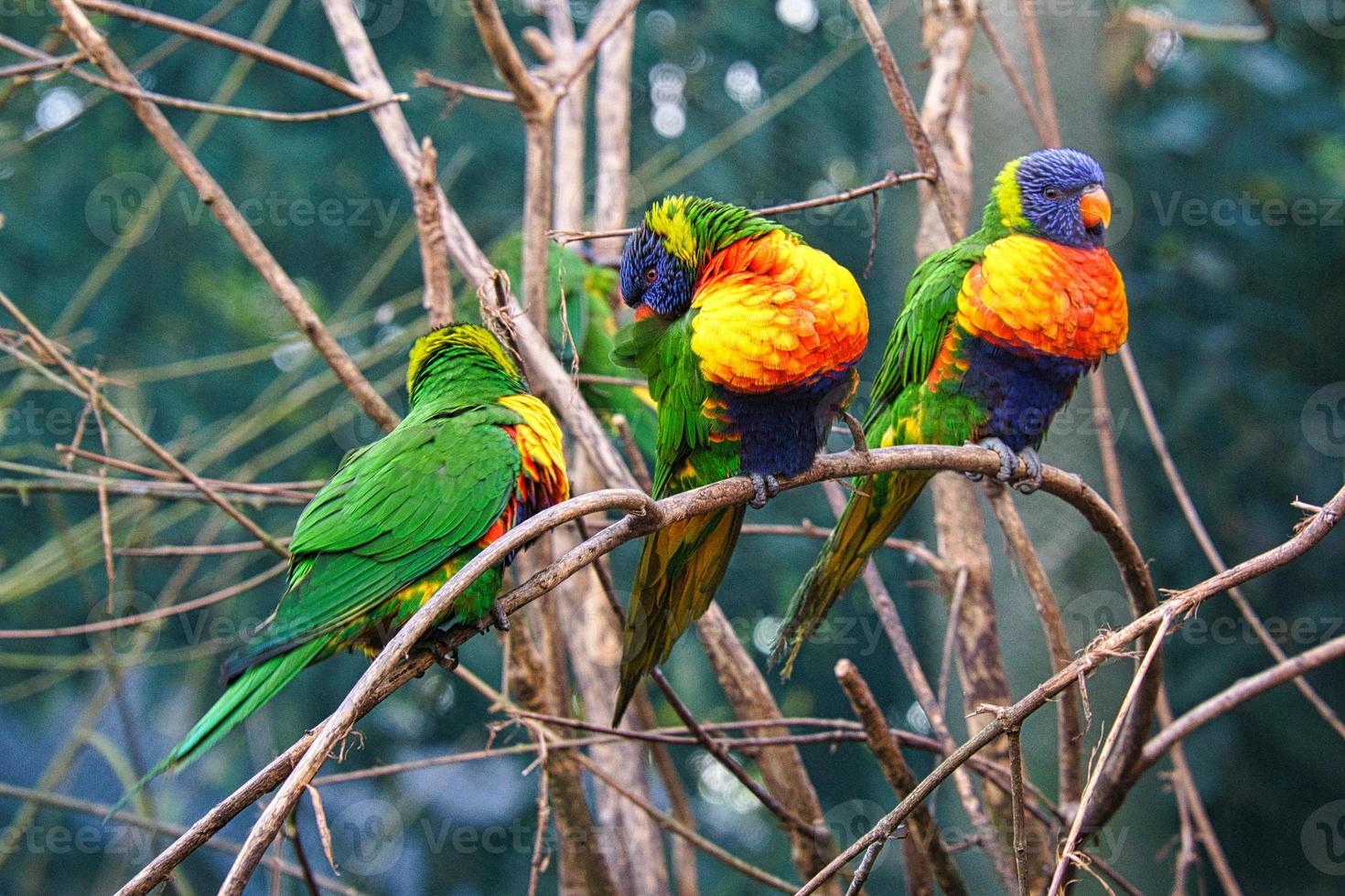 un groupe de loriquets dans un buisson. loriquet, également appelé lori en abrégé photo