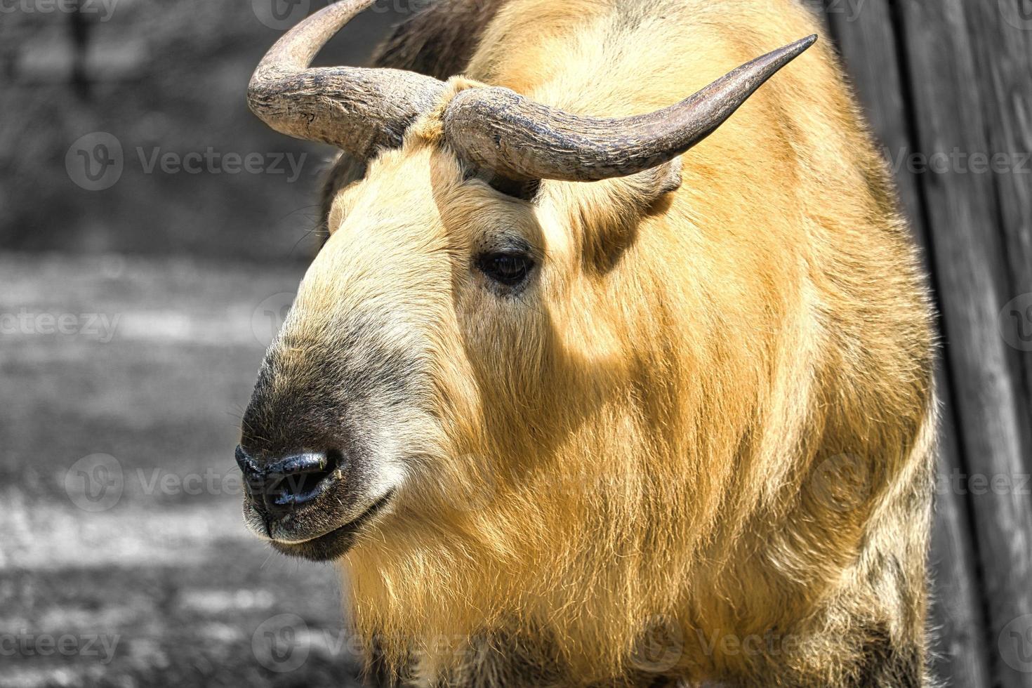 yak doré, bos mutus avec une belle fourrure et des cornes. espèces de bovins de l'himalaya photo