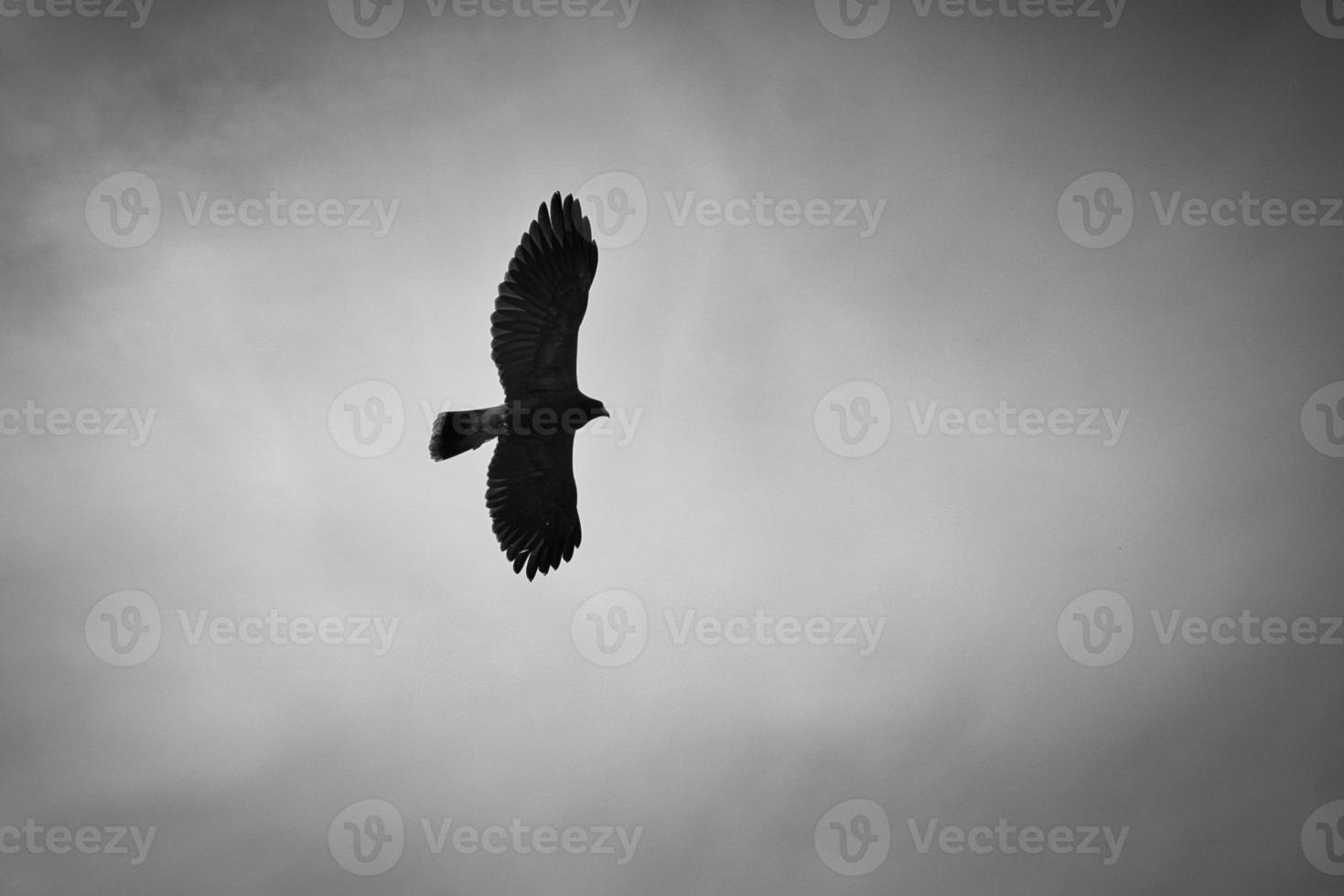 un aigle à tête blanche. tir détaillé. oiseau gracieux et fier. photo