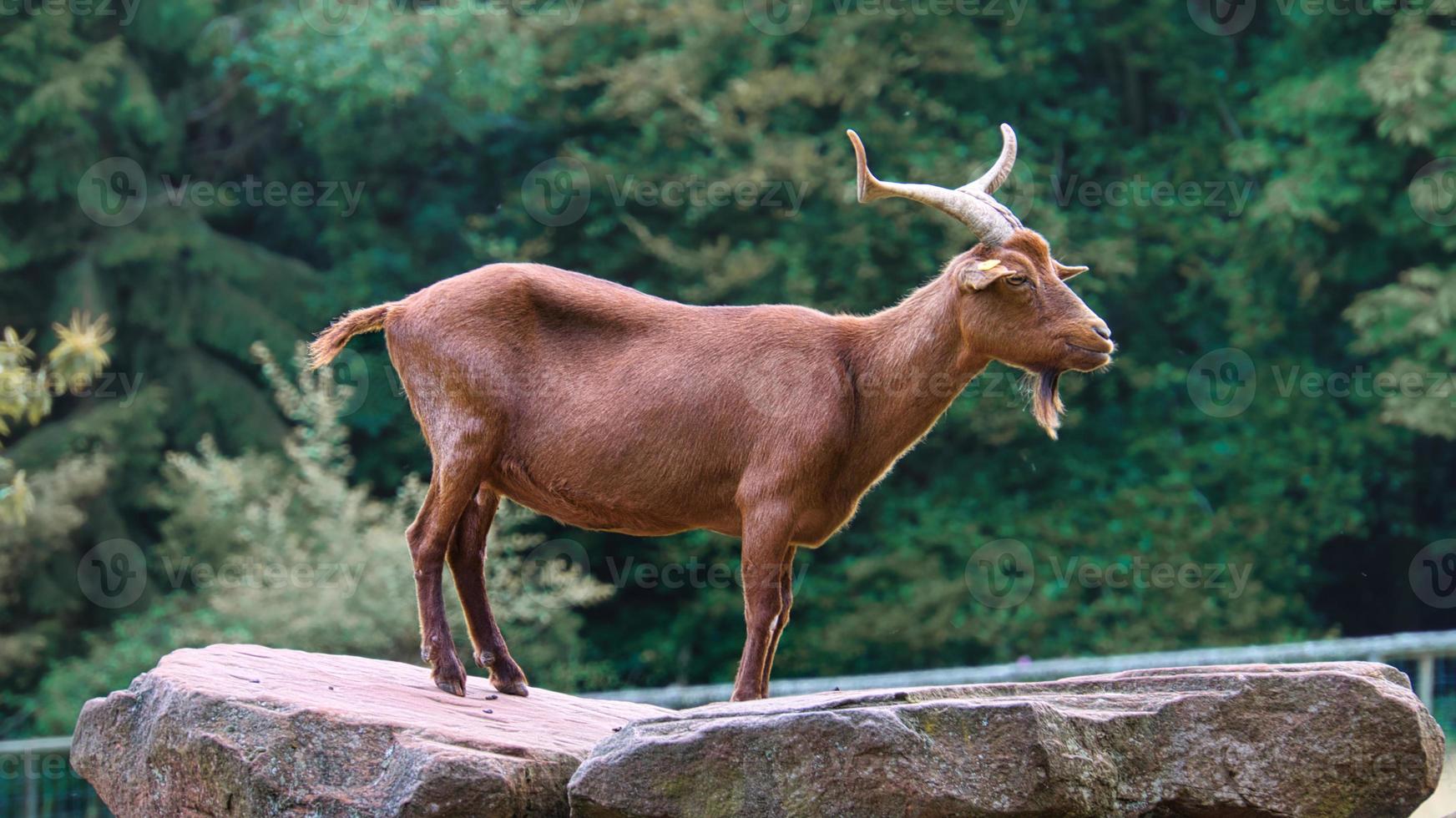 chèvre mâle sur une pierre, avec corne posant. animal tourné avec la nature en arrière-plan photo