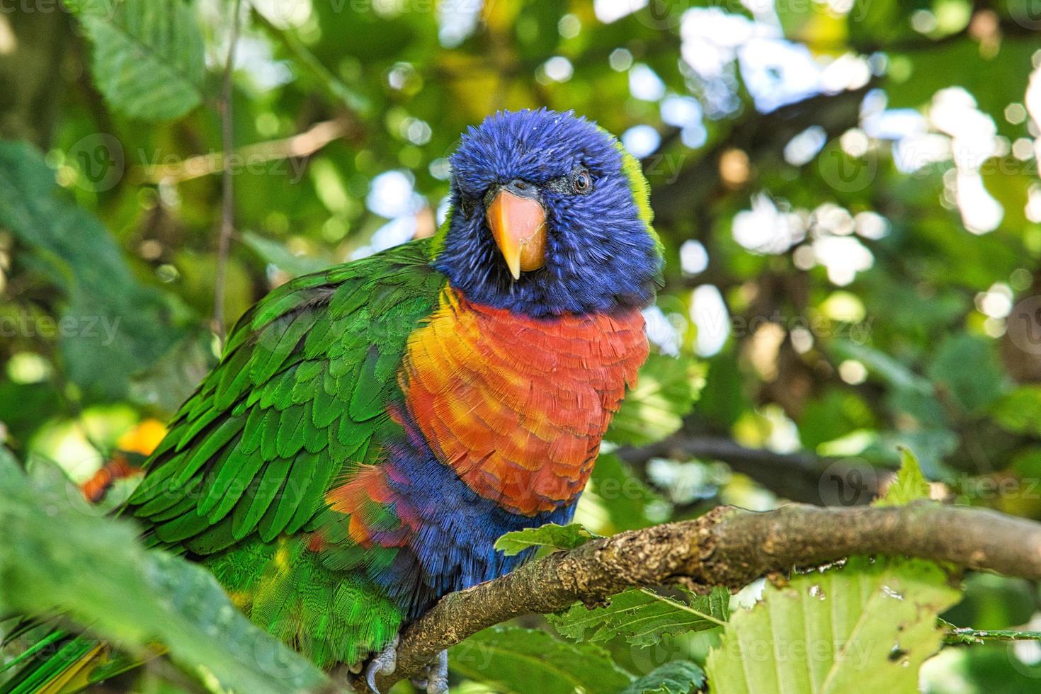 lori dans le feuillage, espèces de perroquets colorés. photo