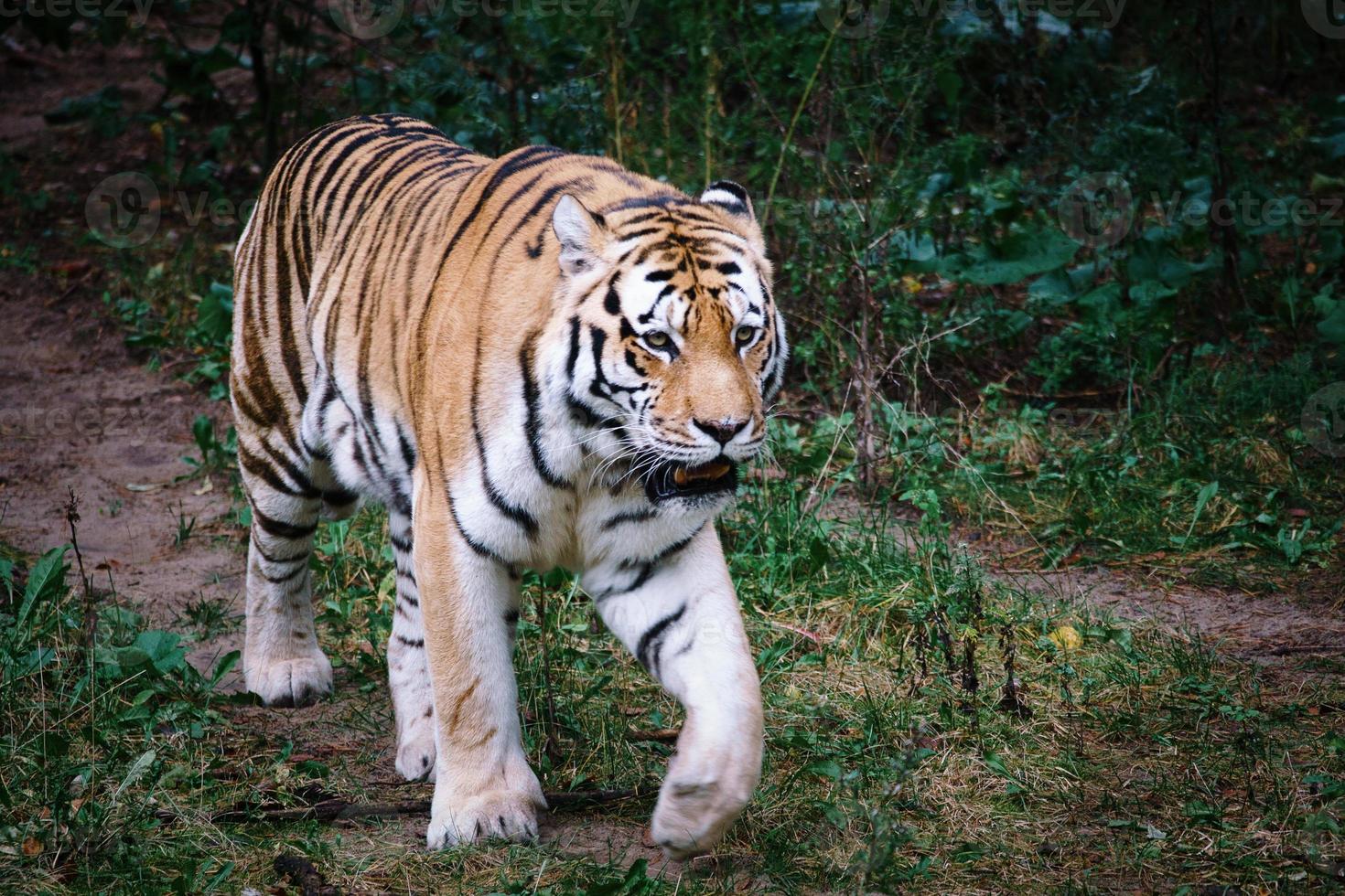 tigre de Sibérie. grand chat élégant. prédateur en voie de disparition. fourrure rayée blanche, noire, orange photo