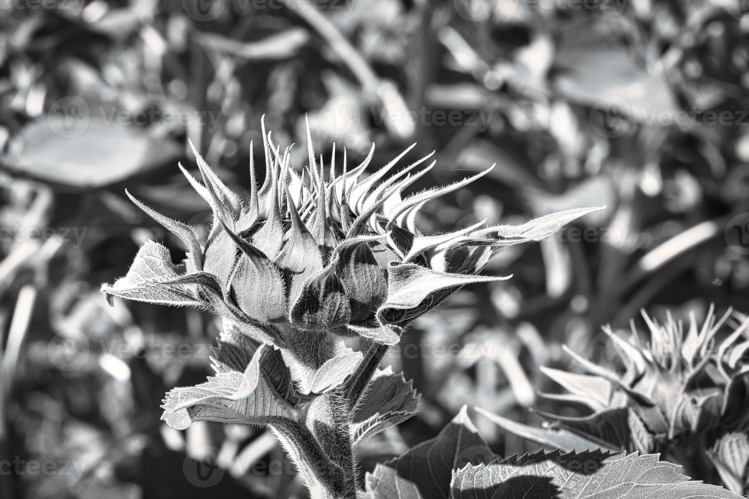 bourgeon de tournesol sur un champ de tournesol représenté individuellement. fleur ronde jaune photo