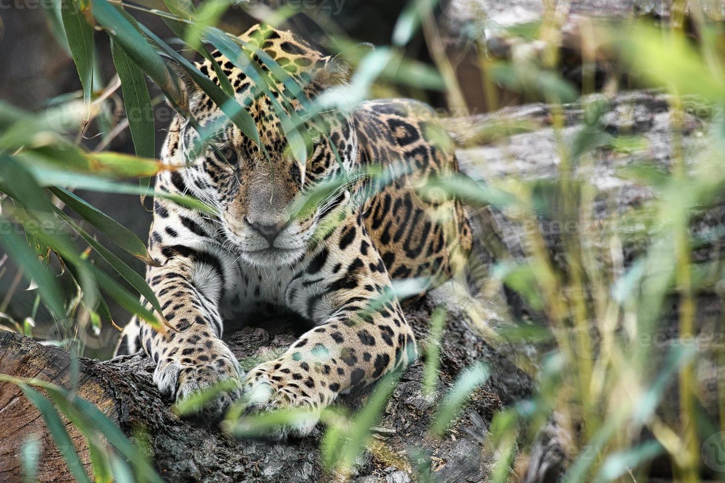 jaguar couché derrière l'herbe. fourrure tachetée, camouflée tapie. le gros chat est un prédateur. photo