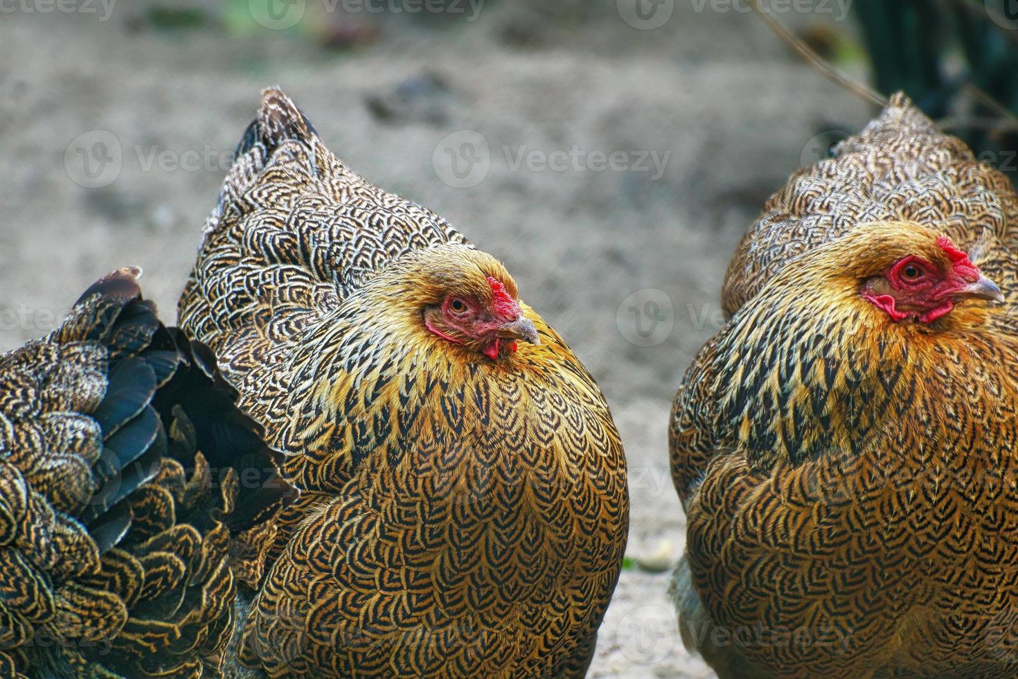 poule dans une ferme à la recherche de nourriture. les oiseaux libres grattant le sol. photo