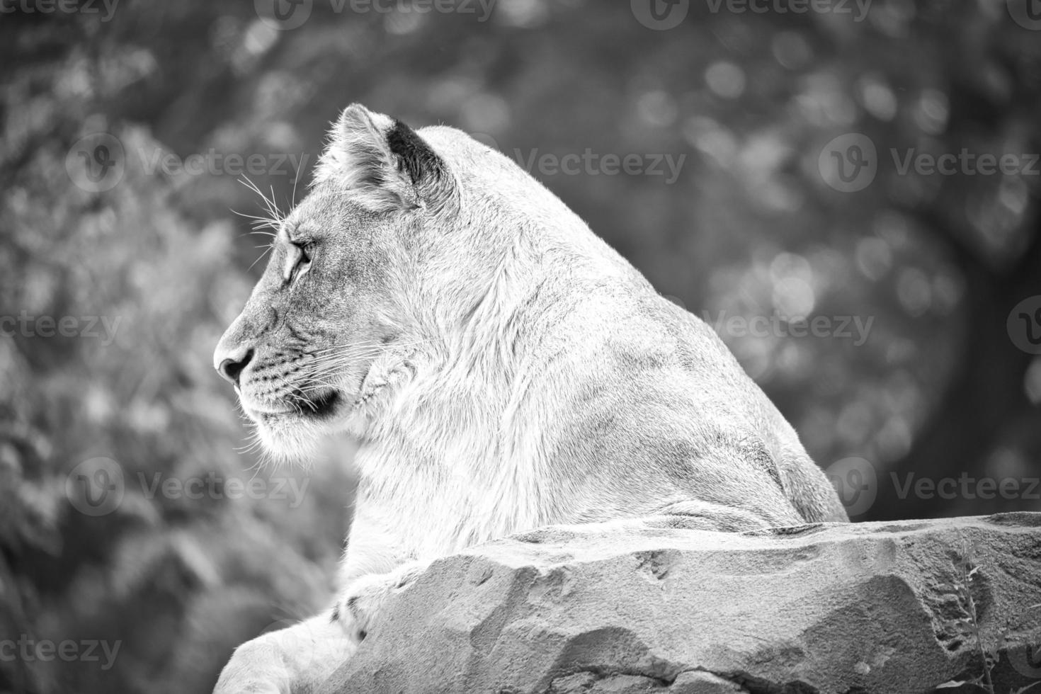 lionne en blanc allongée sur un rocher. prédateur détendu. photo animalière de gros chat