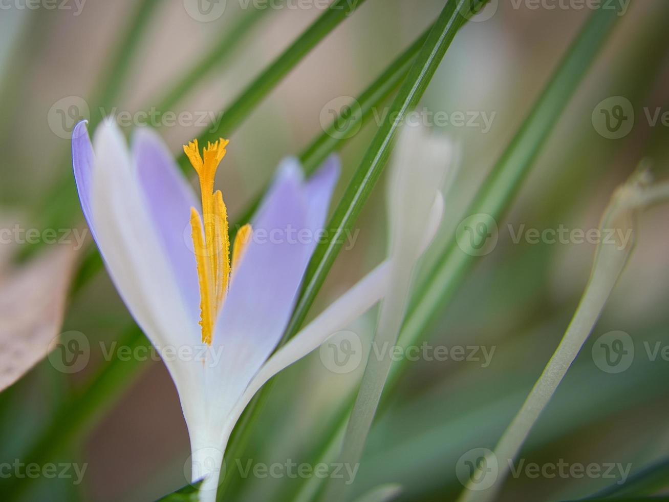 fleur de crocus sur un pré, délicate et avec un arrière-plan légèrement flou. photo