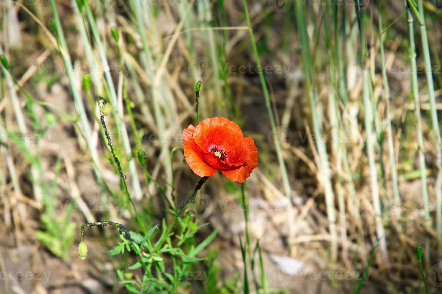 coquelicots à potins dans une prairie d'été. éclaboussures de couleur en rouge. les pétales délicats isolés. photo