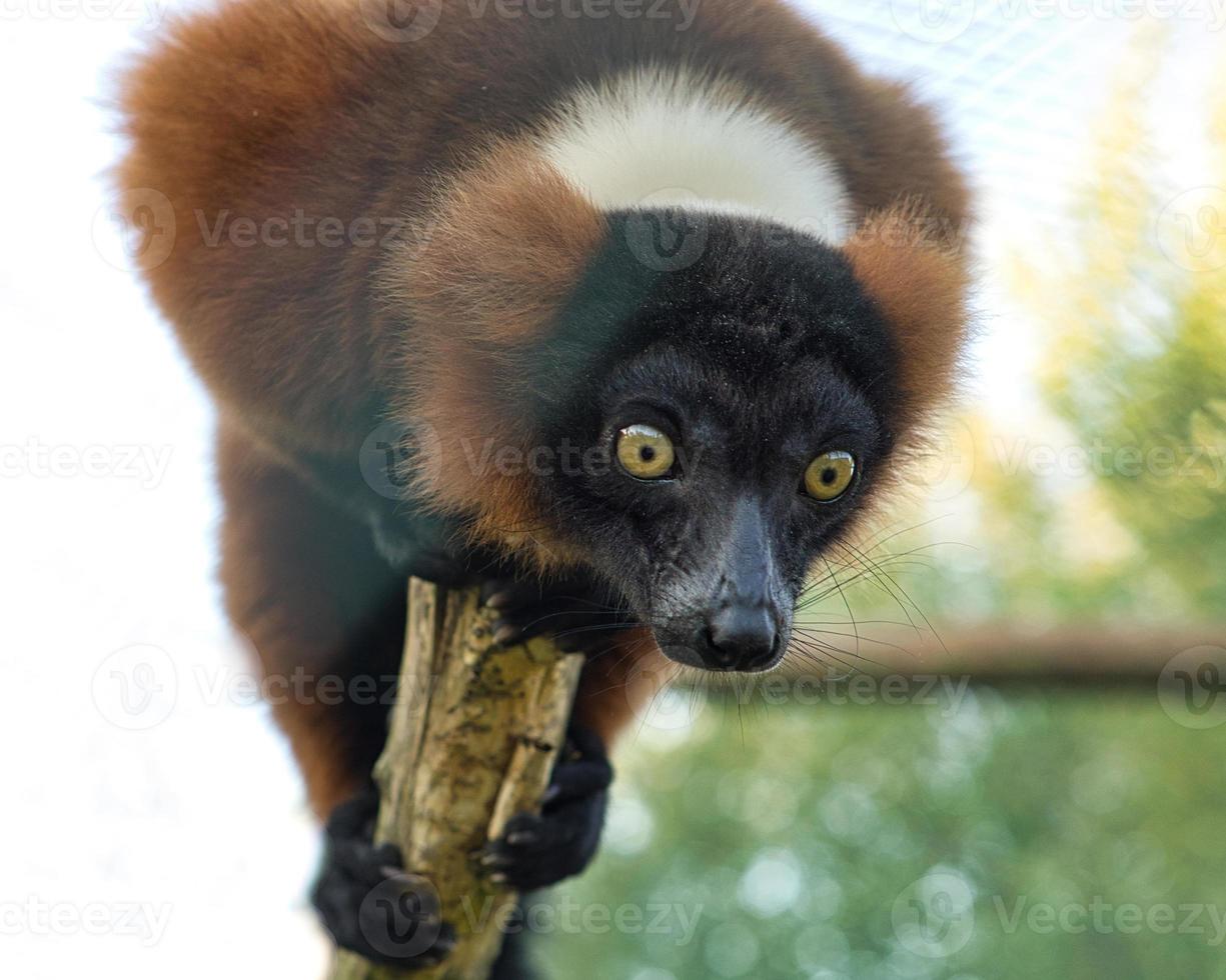 singe lémurien sur une branche regardant le spectateur. photo