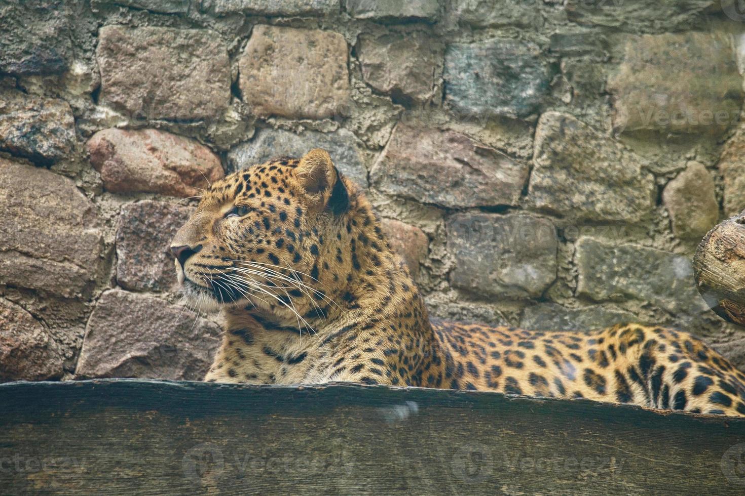 jaguar couché derrière l'herbe. fourrure tachetée. le gros chat est un prédateur. photo d'un chasseur