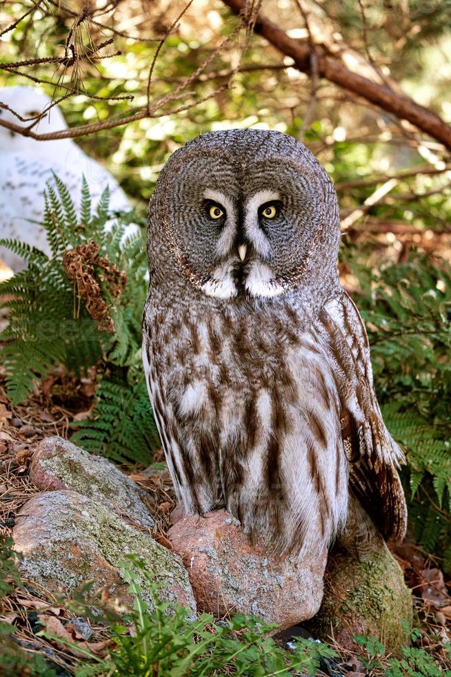 un hibou barbu du zoo de berlin. la vue est dirigée vers l'observateur photo