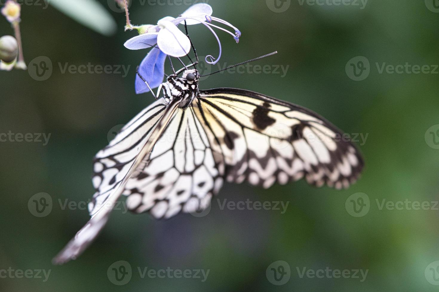 papillon exotique sur une fleur buvant du nectar. papillon délicat et coloré. photo