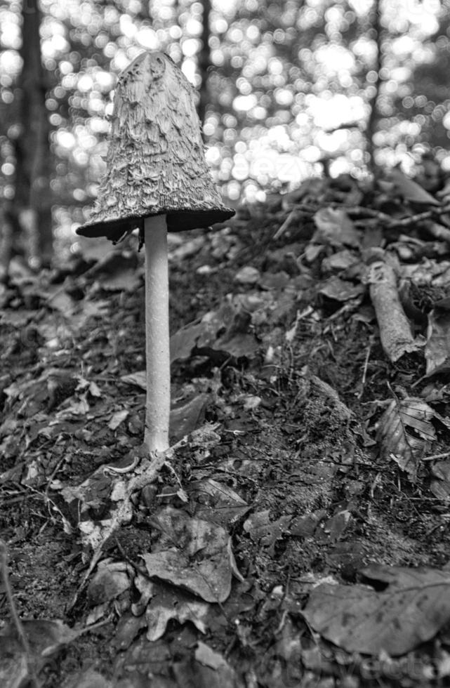 champignon dans la forêt de feuillus découvert en regardant. photo