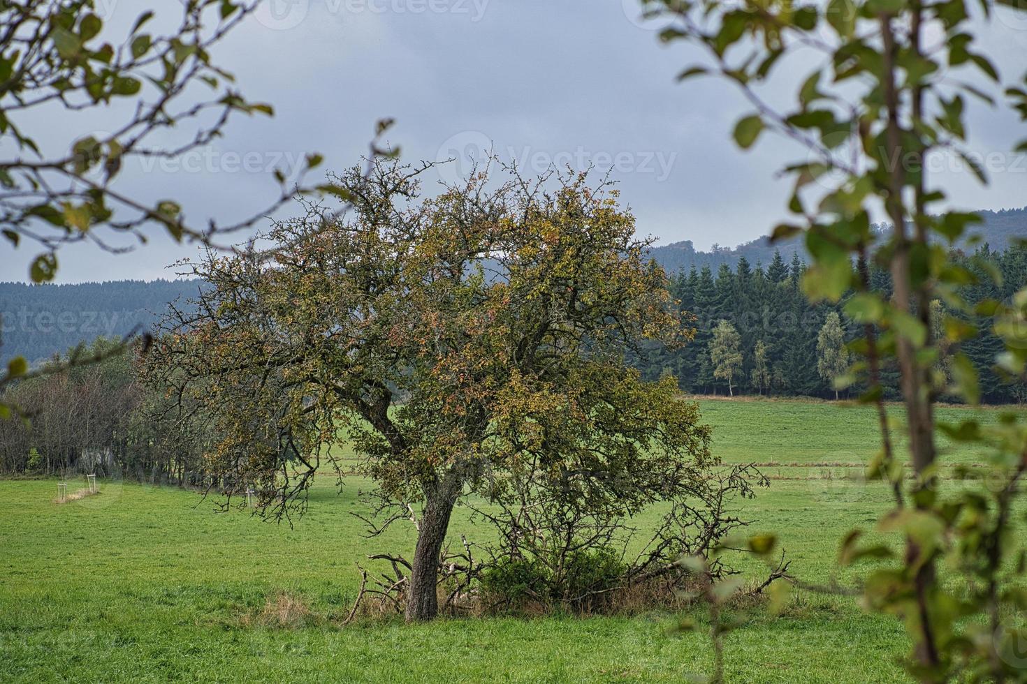 dans les forêts de la Sarre, les prairies et les arbres solitaires à l'aspect d'automne. photo