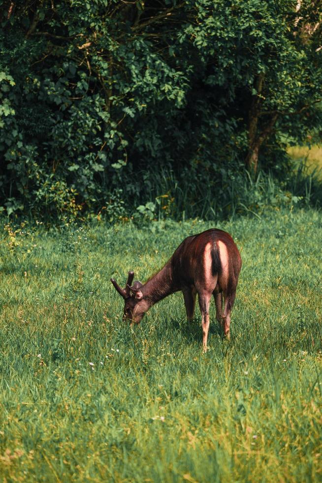 cerf à la recherche de nourriture sur le pré photo