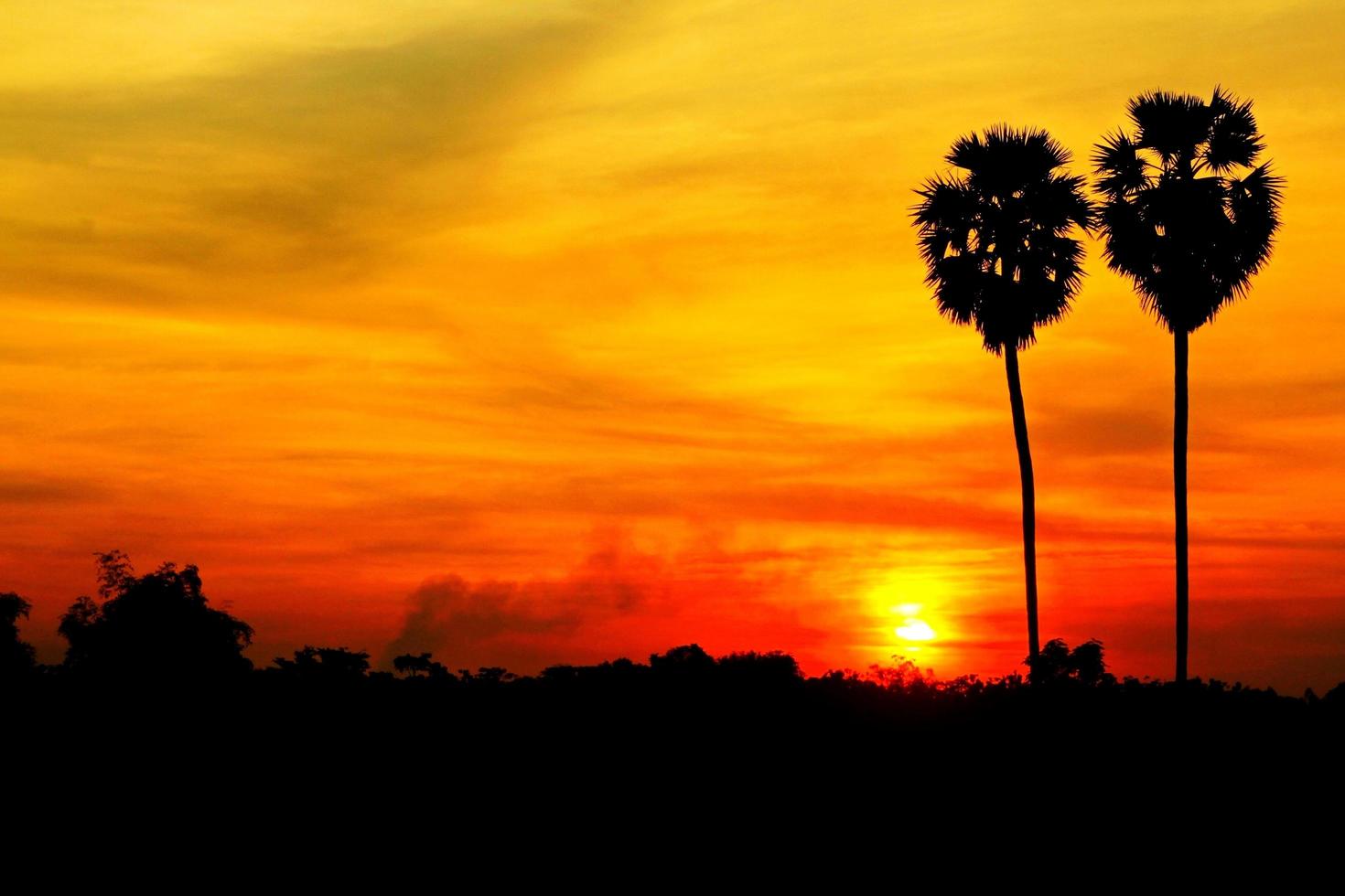 silhouette deux palmiers à sucre avec coucher de soleil ou lever de soleil et espace de copie gauche. beau paysage et nature photo