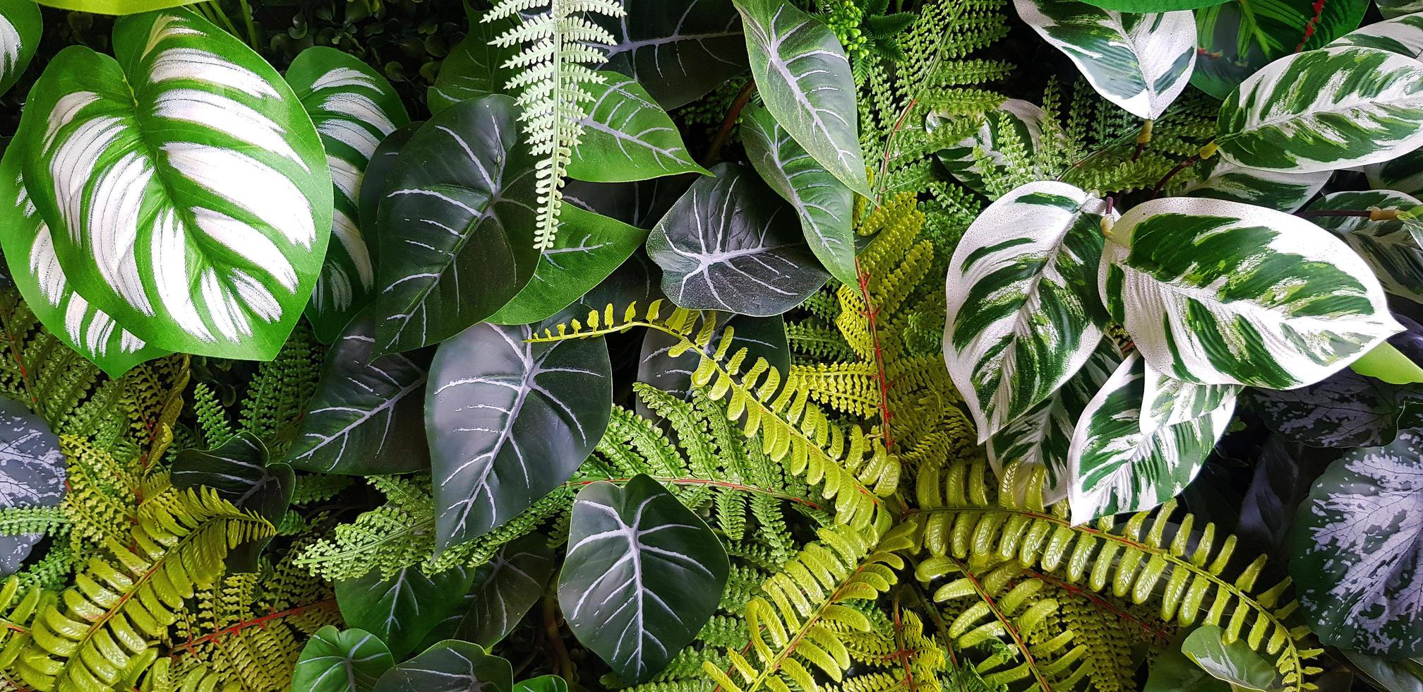 fougère et fond de feuilles vertes. croissance des plantes ou fond d'écran nature. arbre d'ornement pour la décoration. beau concept naturel photo