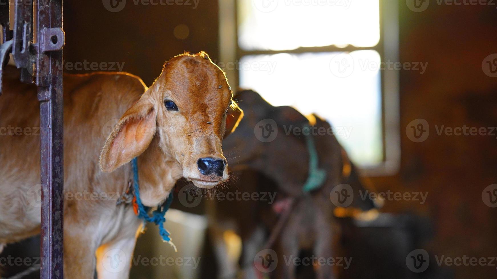 le veau mignon marron avec écorcheur de soleil photo