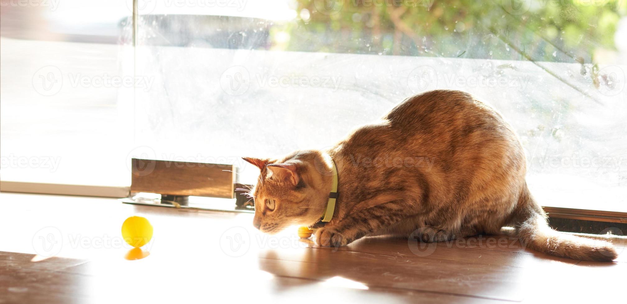 chat regarde la balle jouet photo