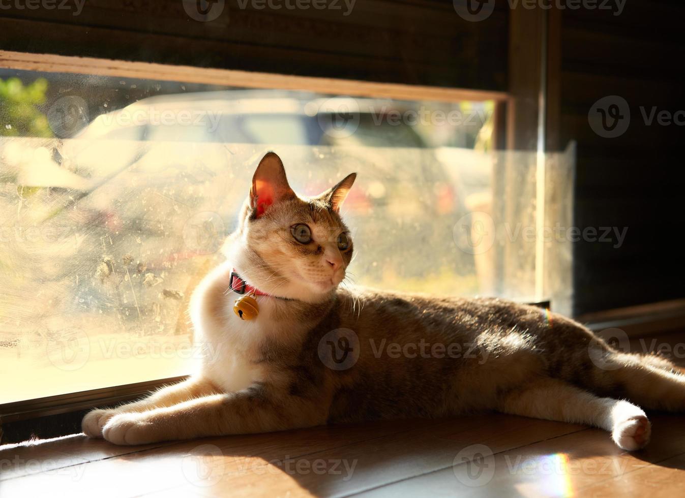 chat à la porte regarde à l'intérieur photo