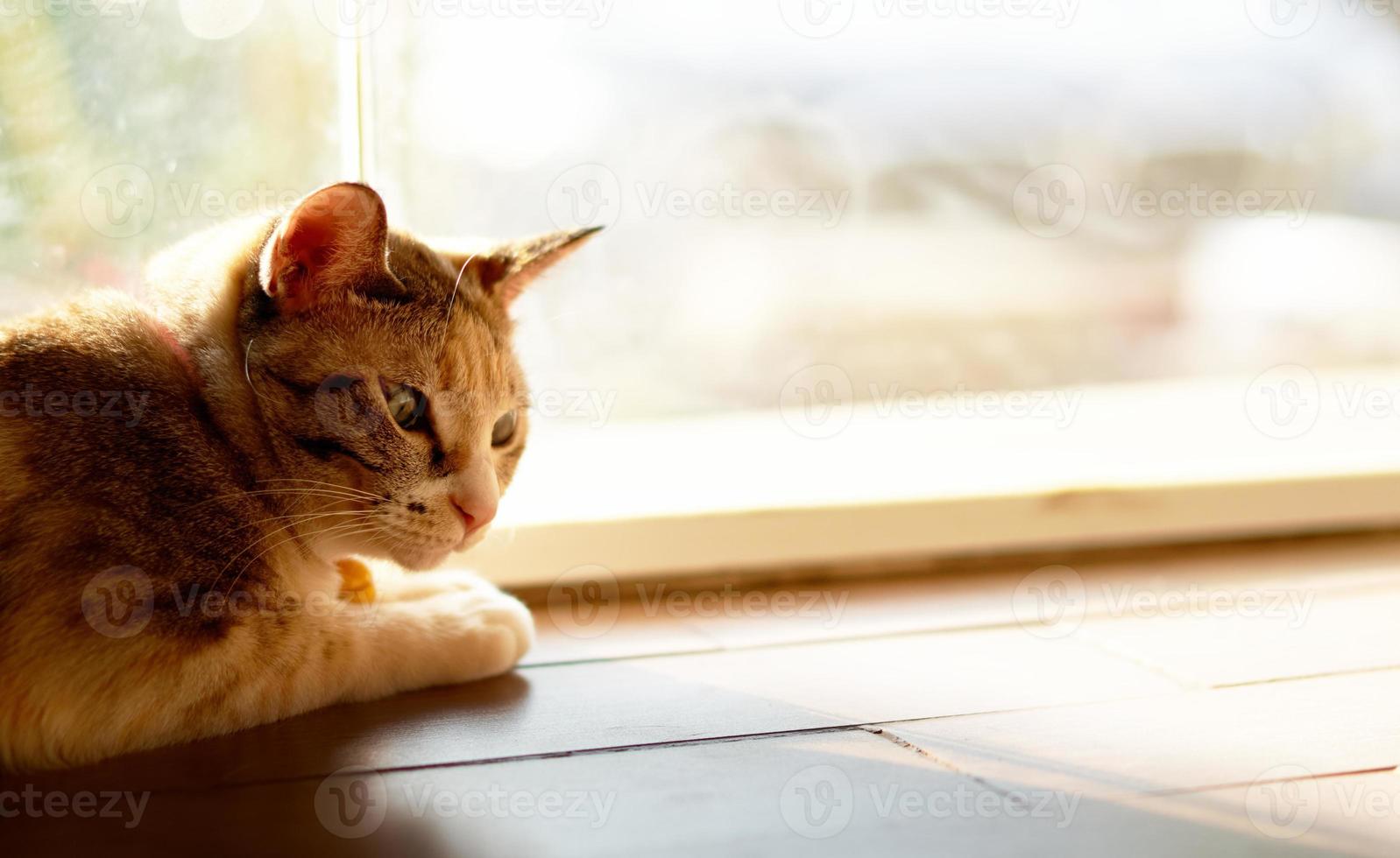 chat à la porte photo