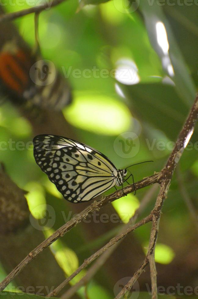 papillon nymphe des arbres assis sur une branche d'arbre photo