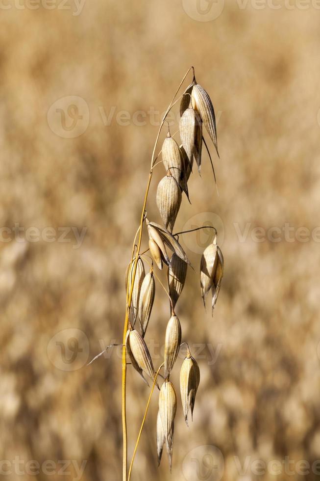 avoine mûre sèche jaune photo