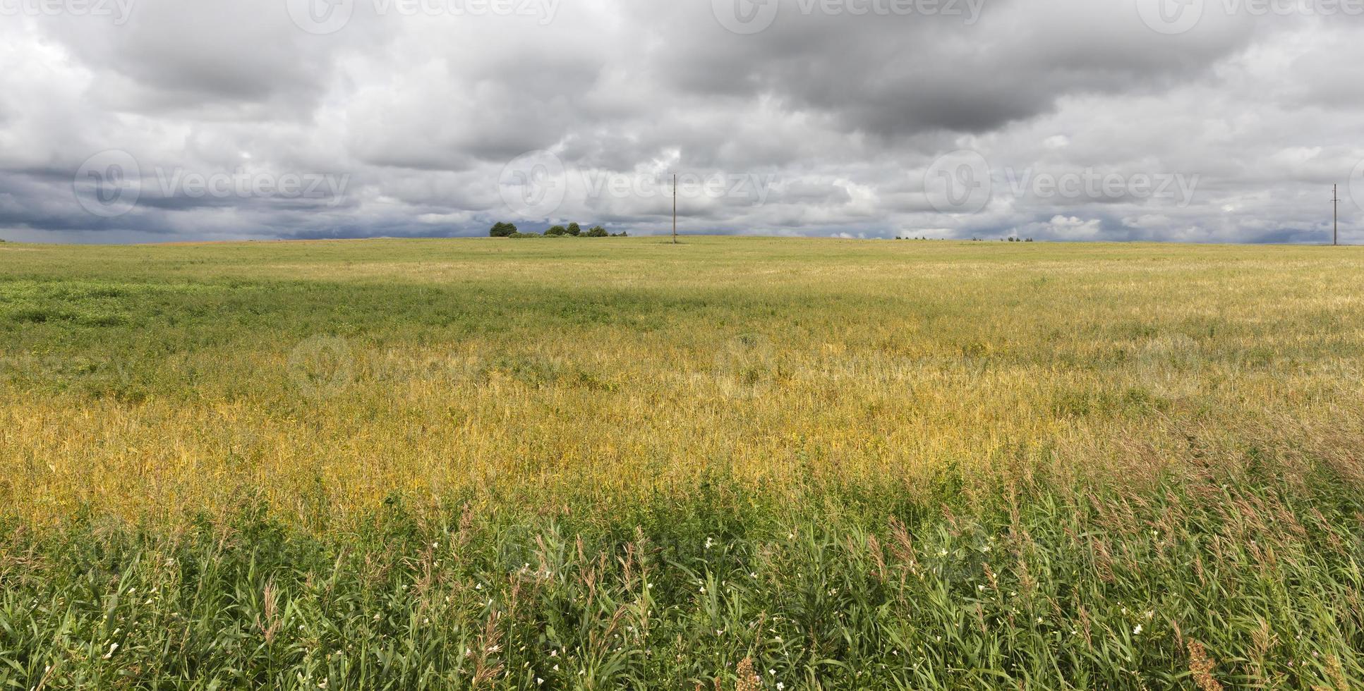 champ de blé, ciel photo