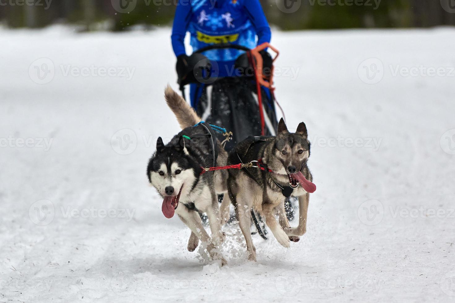 course de chiens de traîneau husky photo