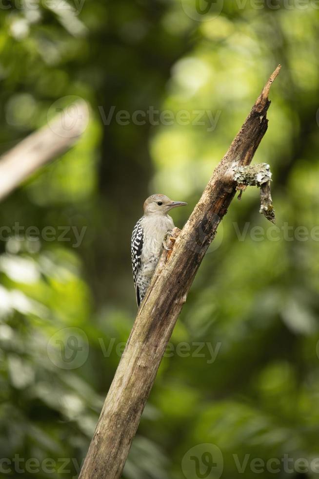 Pic à ventre roux juvénile sur une branche de pommier photo