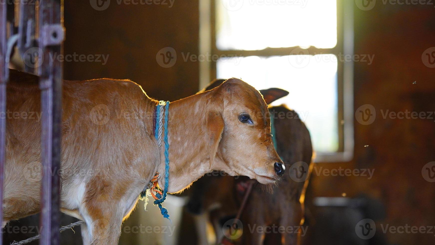 le veau mignon marron avec écorcheur de soleil photo