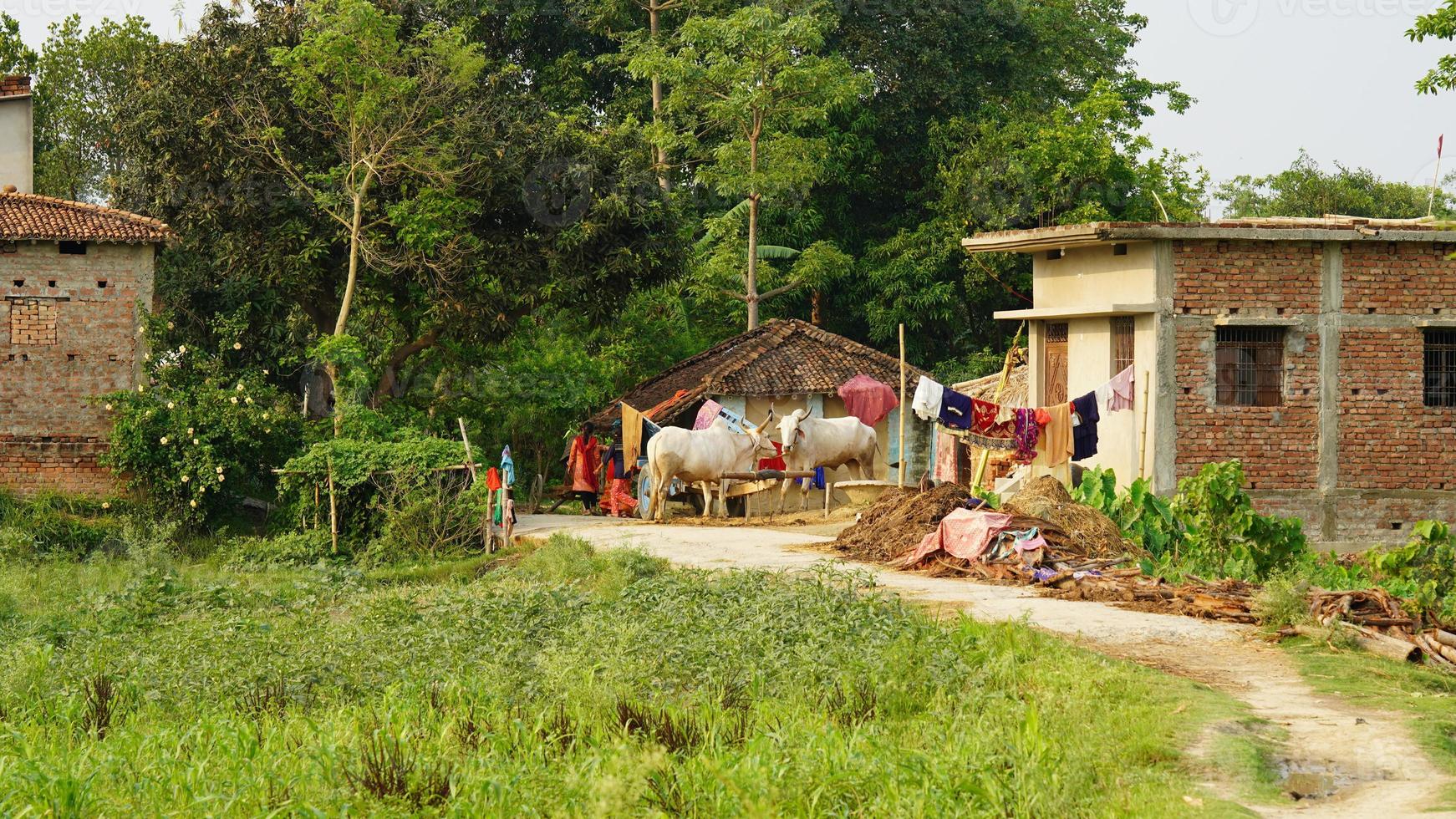 Tournage de village vert indien de droit bihar photo