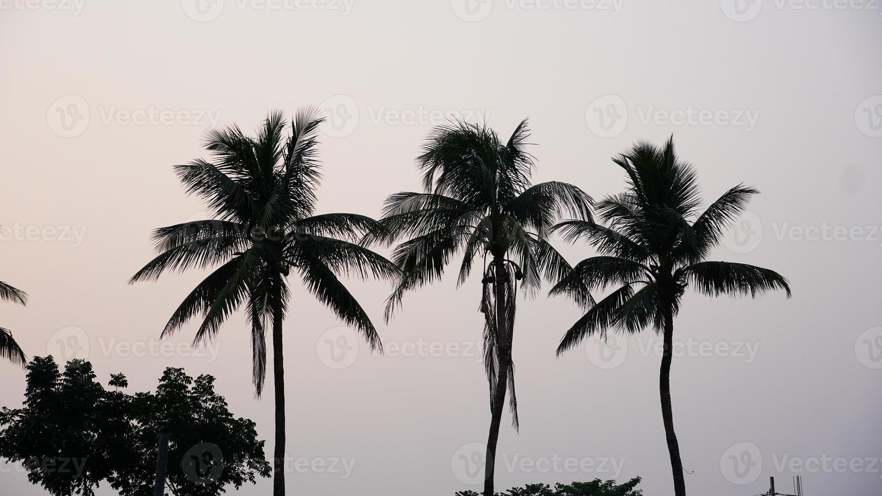 arbre de noix de coco image hd photo