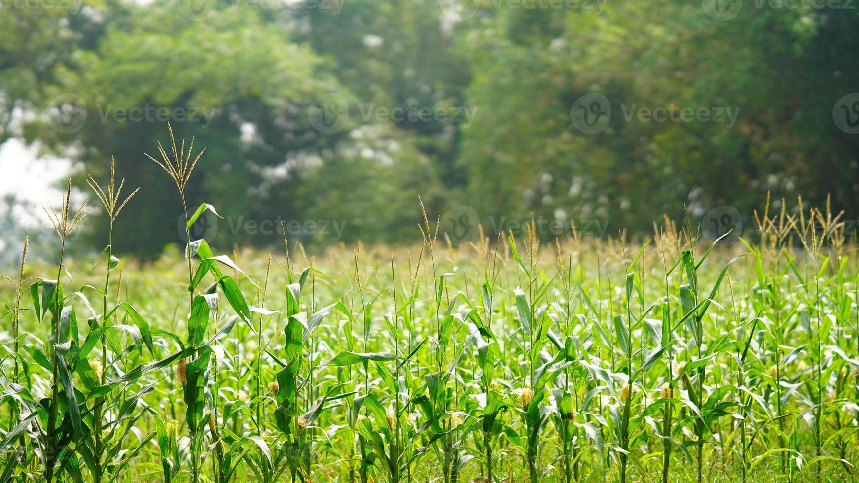 récolte de maïs dans le champ photo