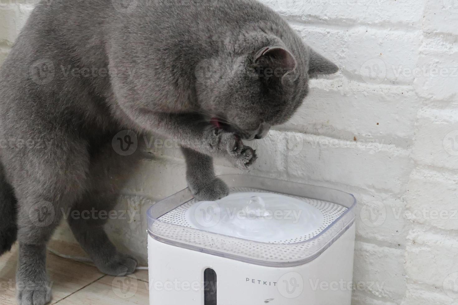 chat gris utilise sa main pour boire de l'eau photo