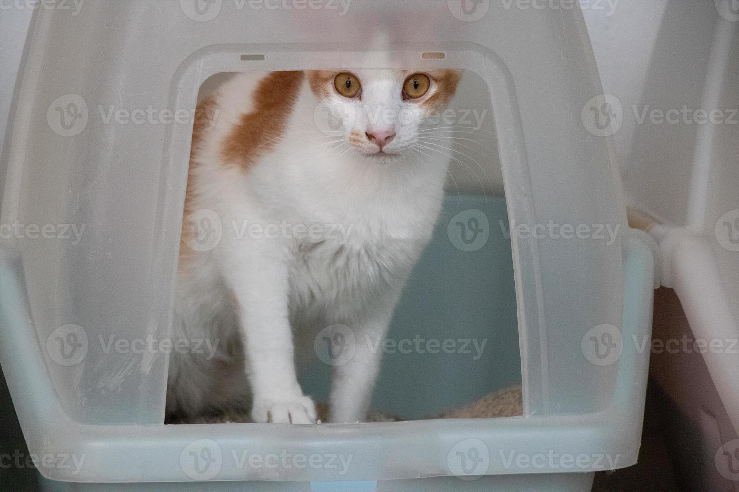 chat tigré orange sortant de sa litière pour chat et regardant la caméra photo