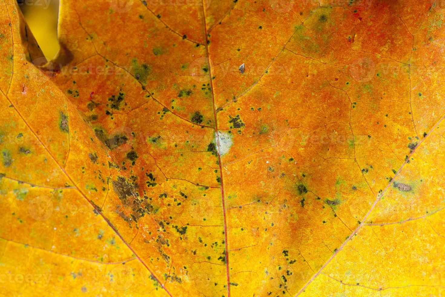 feuilles d'érable jaunies photo