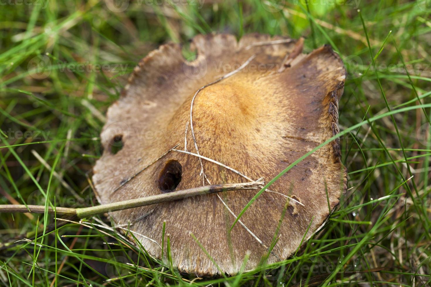 champignon dangereux, gros plan photo