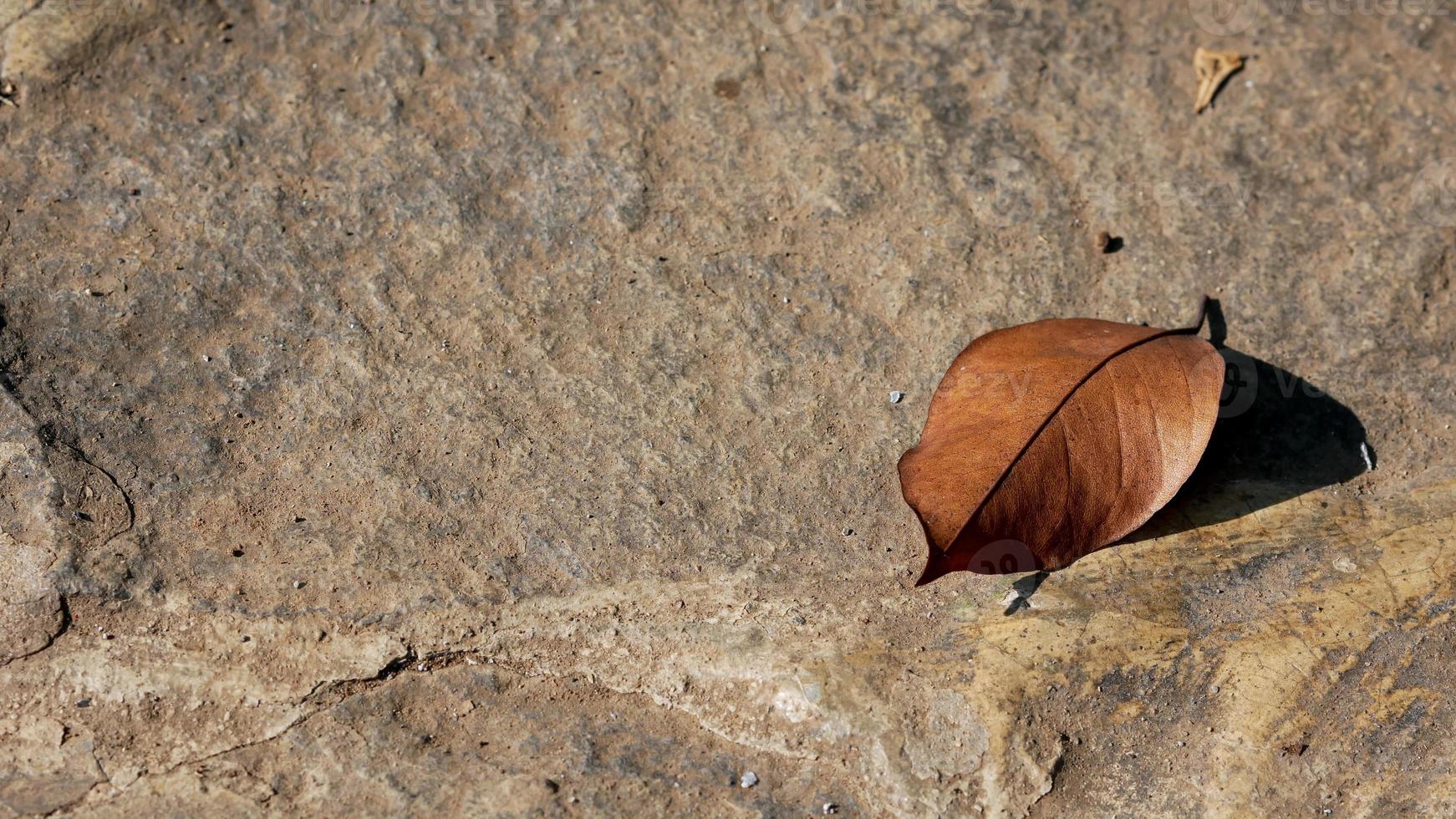 feuilles sèches sur le trottoir pour le fond photo