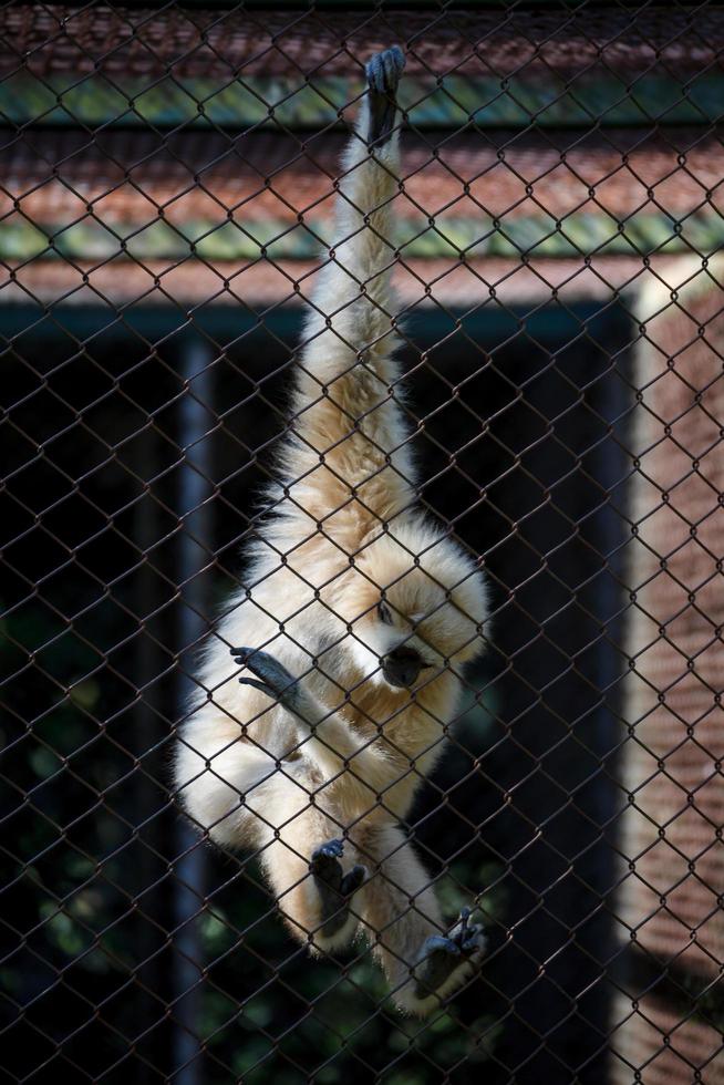gibbon d'expression malheureux dans la cage photo