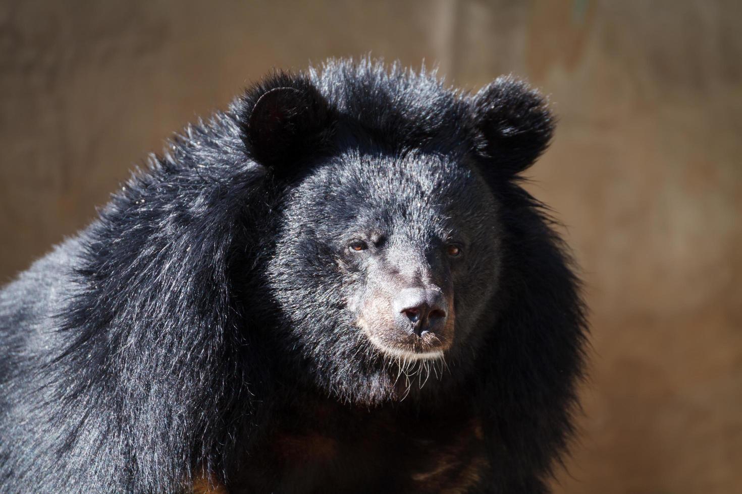 gros plan gros ours photo