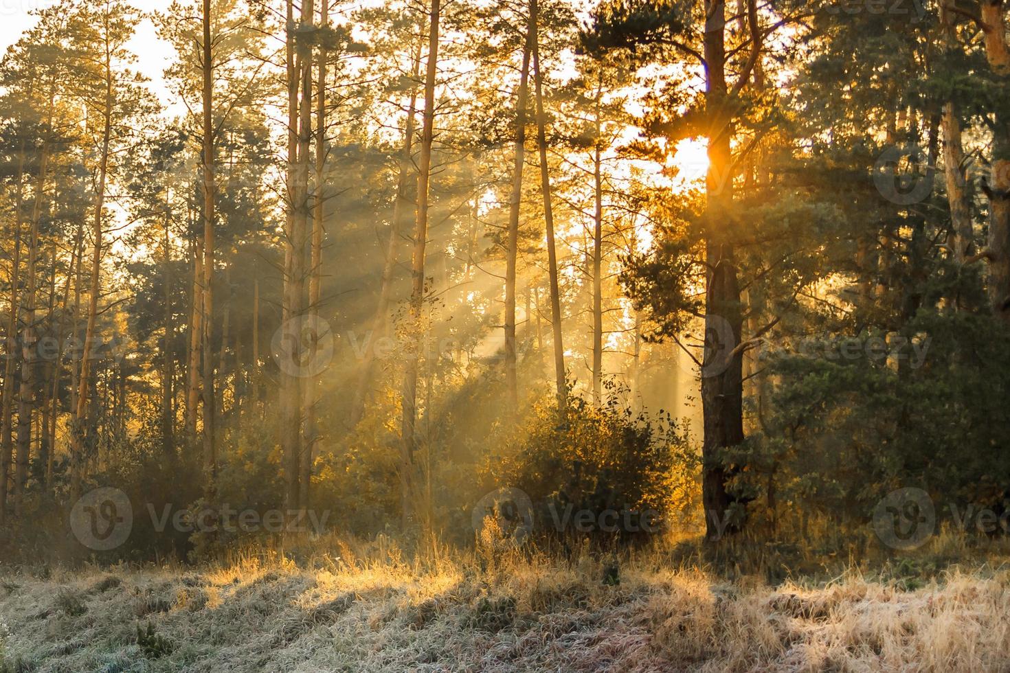 rayons de soleil dans le paysage givré du matin d'automne dans la forêt photo