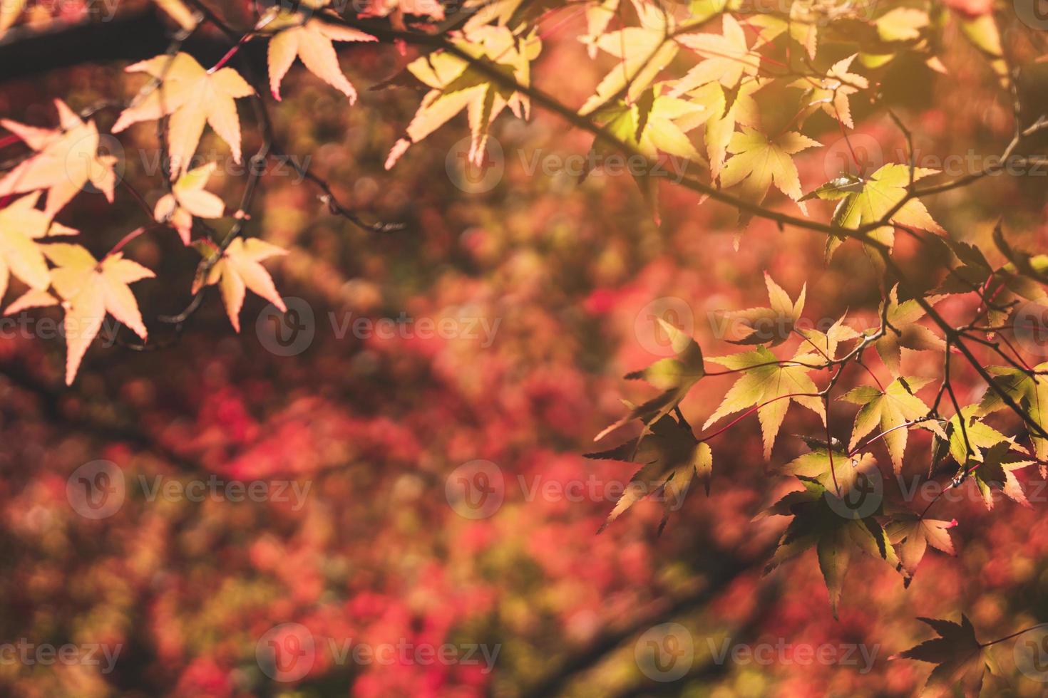 belles feuilles d'érable d'automne dans la nature, feuillage d'automne photo
